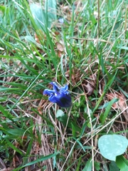 Gentiana clusii