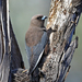 Dusky Woodswallow - Photo (c) patrickkavanagh, some rights reserved (CC BY)