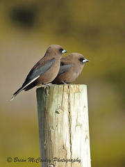 Dusky Woodswallow photo 5