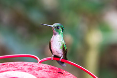 Lampornis hemileucus