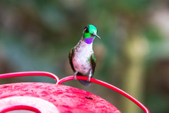 Lampornis hemileucus