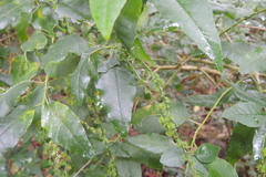 Monococcus echinophorus