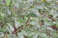 Monococcus echinophorus