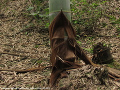 Phyllostachys edulis