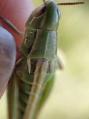 Kosciuscola tasmanicus