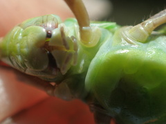 Kosciuscola tasmanicus