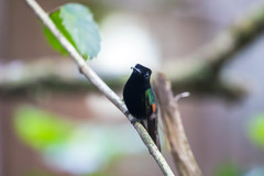 Eupherusa nigriventris