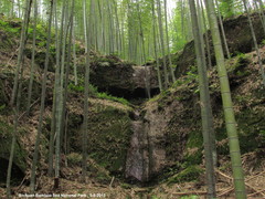 Phyllostachys edulis