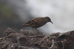 Cinclodes taczanowskii