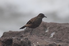 Cinclodes taczanowskii