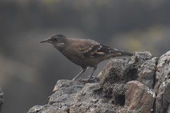 Cinclodes taczanowskii