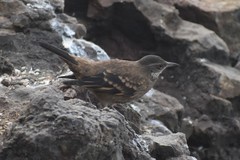 Cinclodes taczanowskii