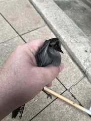 Dumetella carolinensis