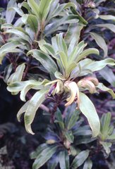 Clermontia arborescens