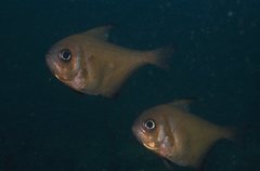 Pempheris klunzingeri