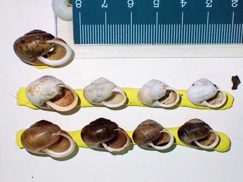 White-lip Globe Snail