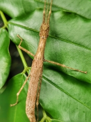 Asceles