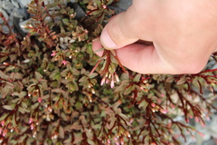 Epilobium porphyrium