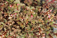 Epilobium porphyrium