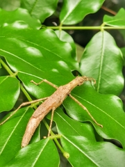 Asceles