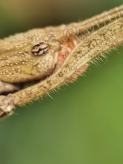 Asceles
