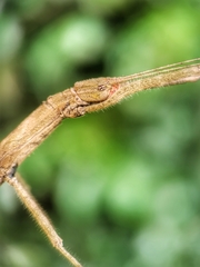 Asceles
