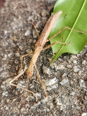 Asceles
