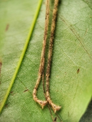 Asceles
