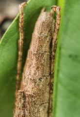 Asceles