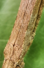 Asceles