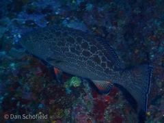 Mycteroperca venenosa