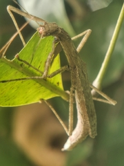 Asceles