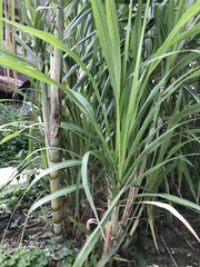 Saccharum × sinense