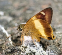 Hasora schoenherr chuza