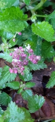 Nanocnide japonica