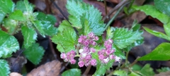 Nanocnide japonica