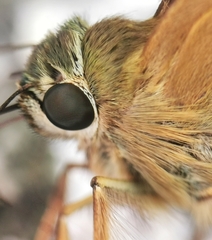 Hasora schoenherr chuza