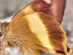 Hasora schoenherr chuza