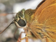 Hasora schoenherr chuza