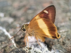 Hasora schoenherr chuza