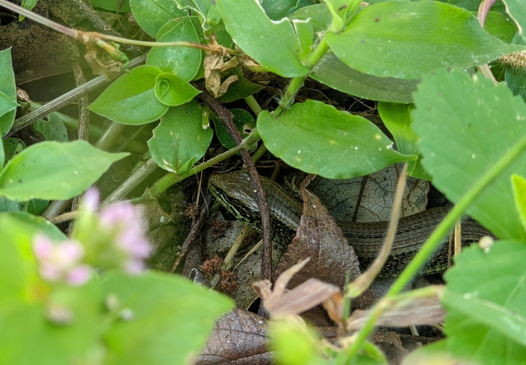Highland Alligator Lizard