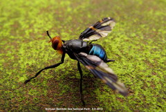 Loxoneura