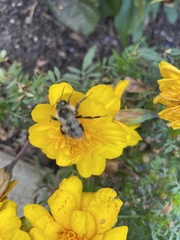 Bombus impatiens