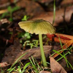 Entoloma rodwayi