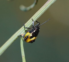 Aplerotus maculatus