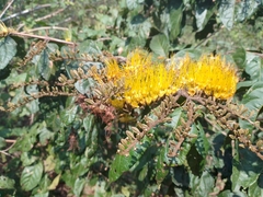 Combretum argenteum
