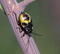 Aplerotus maculatus