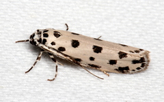 Ethmia sphaerosticha