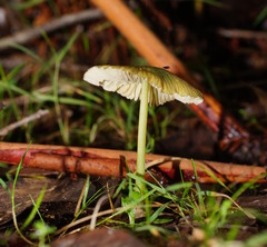 Entoloma rodwayi
