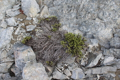 Veronica tetrasticha